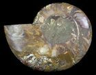 Ammonite Fossil (Half) - Million Years #34541-1